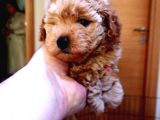 Scr Li̇ Anneden Toy Poddle Kore Kan Yavrumuz
