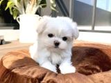 Maltesse Terrier Cinsleri