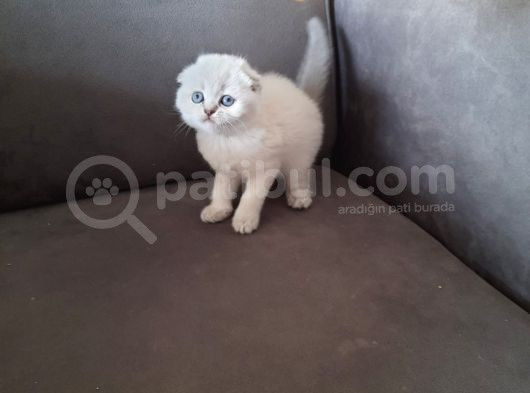 Ni̇rvana Scoti̇sh Fold Bebekler  görsel