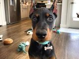 ESTETİKLİ ÖLÜMÜN HABERCİSİ DOBERMAN YAVRULARIM