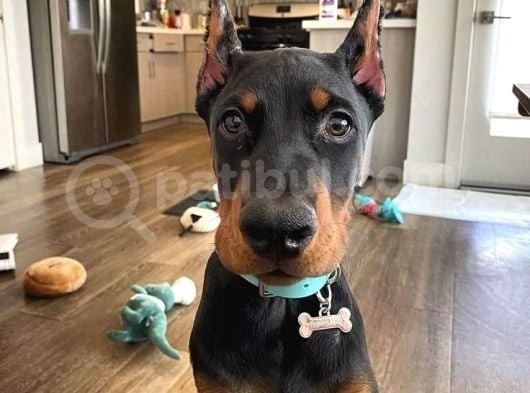 ESTETİKLİ ÖLÜMÜN HABERCİSİ DOBERMAN YAVRULARIM