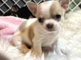 Ni̇rvana Teacup Chi̇uavava Bebekler 