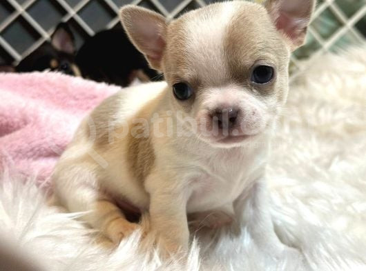 Ni̇rvana Teacup Chi̇uavava Bebekler  görsel