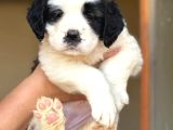 Dev Saint Bernard yavruları