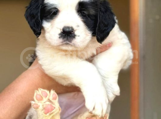 Dev Saint Bernard Yavruları