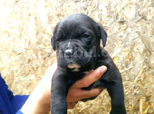 Sağlık Garantili Cane Corso Yavrularımız görsel