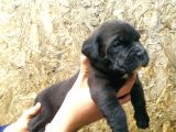 Sağlık Garantili Cane Corso Yavrularımız