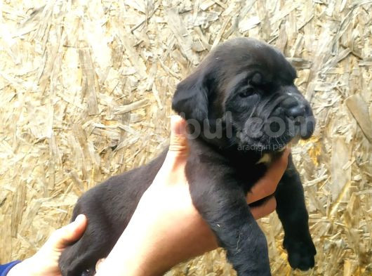 Sağlık Garantili Cane Corso Yavrularımız görsel