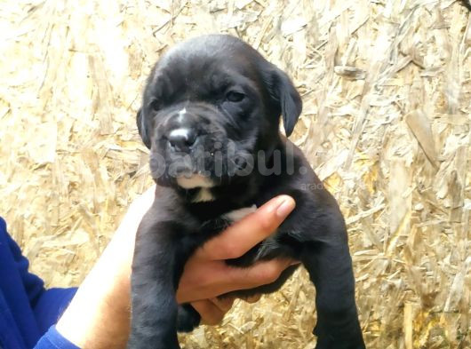 Sağlık Garantili Cane Corso Yavrularımız