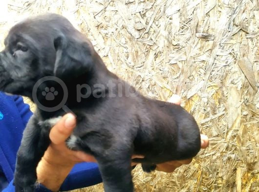 Sağlık Garantili Cane Corso Yavrularımız görsel