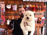 Tr 1 adayı ödüllü babadan ayı yavrusu samoyed
