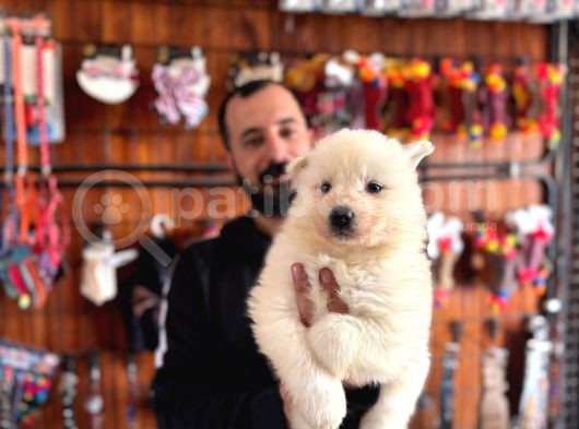 Tr 1 Adayı Ödüllü Babadan Ayı Yavrusu Samoyed