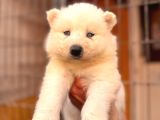 Tr 1 Adayı Ödüllü Babadan Ayı Yavrusu Samoyed