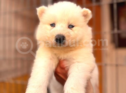 Tr 1 Adayı Ödüllü Babadan Ayı Yavrusu Samoyed görsel