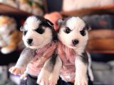 Masmavi Gözleriyle Husky Sibirya Kurdu Yavrularımız