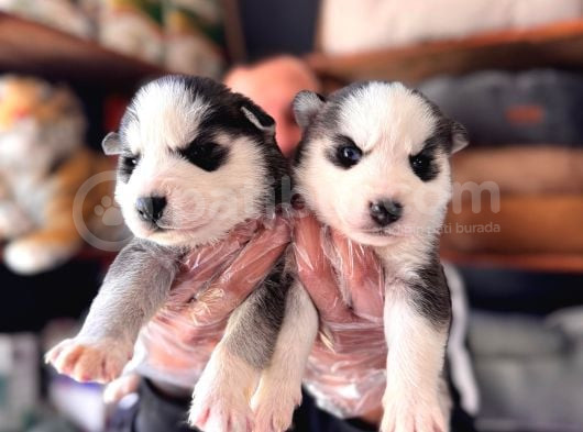 Masmavi Gözleriyle Husky Sibirya Kurdu Yavrularımız görsel