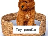Tooy Poodle Cinsi Yavrular Dişi Erkek Mevcuttur