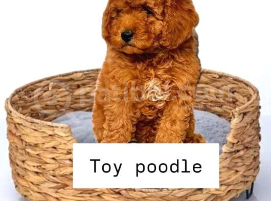 Tooy Poodle Cinsi Yavrular Dişi Erkek Mevcuttur görsel