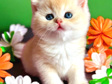 Lisanslı Üretim Evinden British Shorthair Golden Bebekler