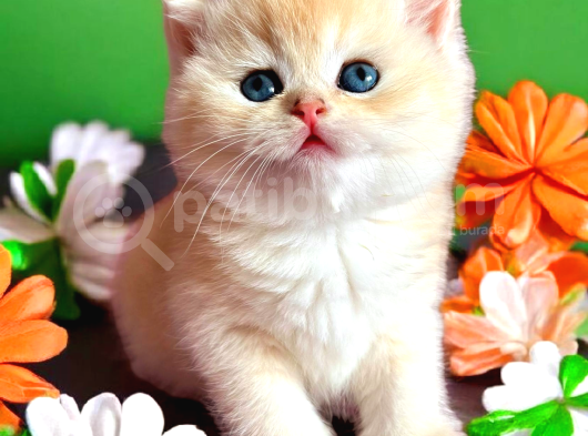 Lisanslı Üretim Evinden British Shorthair Golden Bebekler