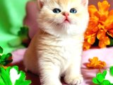 Lisanslı Üretim Evinden British Shorthair Golden Bebekler