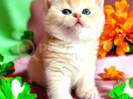 Lisanslı Üretim Evinden British Shorthair Golden Bebekler görsel