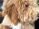 Poodle Yavrumuz Oyuncu Ve Çok Tatlı