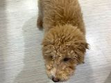 Poodle Yavrumuz Oyuncu Ve Çok Tatlı