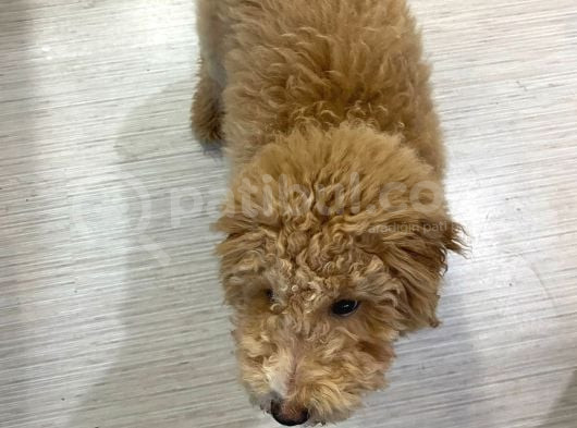 Poodle Yavrumuz Oyuncu Ve Çok Tatlı görsel