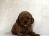 Red Brown Toy Poodle Oyuncak Bebekler