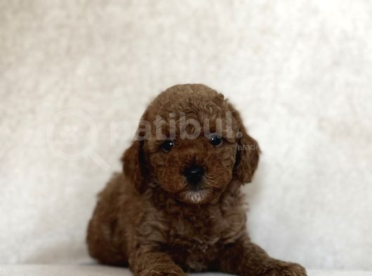 Red Brown Toy Poodle Oyuncak Bebekler görsel