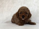 Red Brown Toy Poodle Oyuncak Bebekler