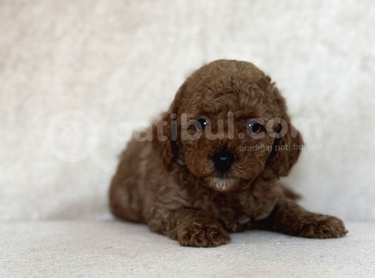 Red Brown Toy Poodle Oyuncak Bebekler görsel