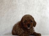 Red Brown Toy Poodle Oyuncak Bebekler