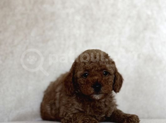 Red Brown Toy Poodle Oyuncak Bebekler