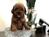 Red Toy Poodle Oyuncak Bebekler