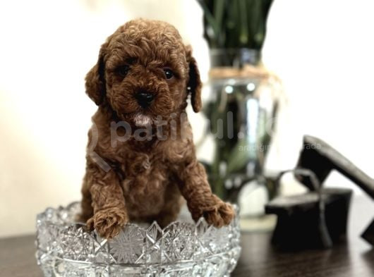 Red Toy Poodle Oyuncak Bebekler