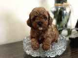Red Toy Poodle Oyuncak Bebekler