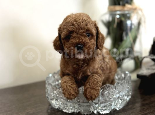 Red Toy Poodle Oyuncak Bebekler görsel