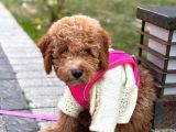 Poodle Yavrumuz Oyuncu Ve Çok Tatlı