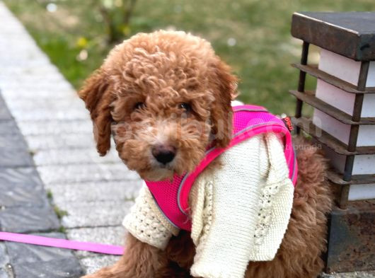Poodle Yavrumuz Oyuncu Ve Çok Tatlı görsel