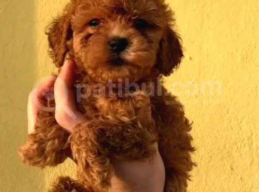 Tooy Poodle Cinsi Yavrular Dişi Erkek Mevcuttur
