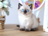 en Nadide Çikolata Point British Shorthair