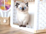 En Nadide Çikolata Point British Shorthair