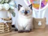En Nadide Çikolata Point British Shorthair