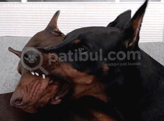 Esteti̇kli̇ Ölümün Haberci̇si̇ Doberman Yavrularim görsel