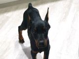 Esteti̇kli̇ Ölümün Haberci̇si̇ Doberman Yavrularim