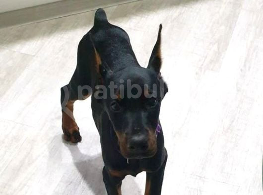 Esteti̇kli̇ Ölümün Haberci̇si̇ Doberman Yavrularim görsel