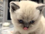 British Shorthair Lynx Point