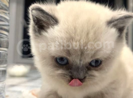 British Shorthair Lynx Point